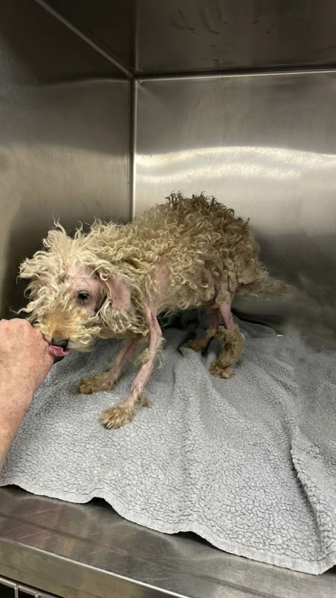 Timmy's Journey: From Frail Stray to Playful Companion in a Cozy Home
