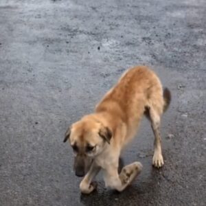 A Dog Without Front Legs Crawls Forward Through the Cold Rain