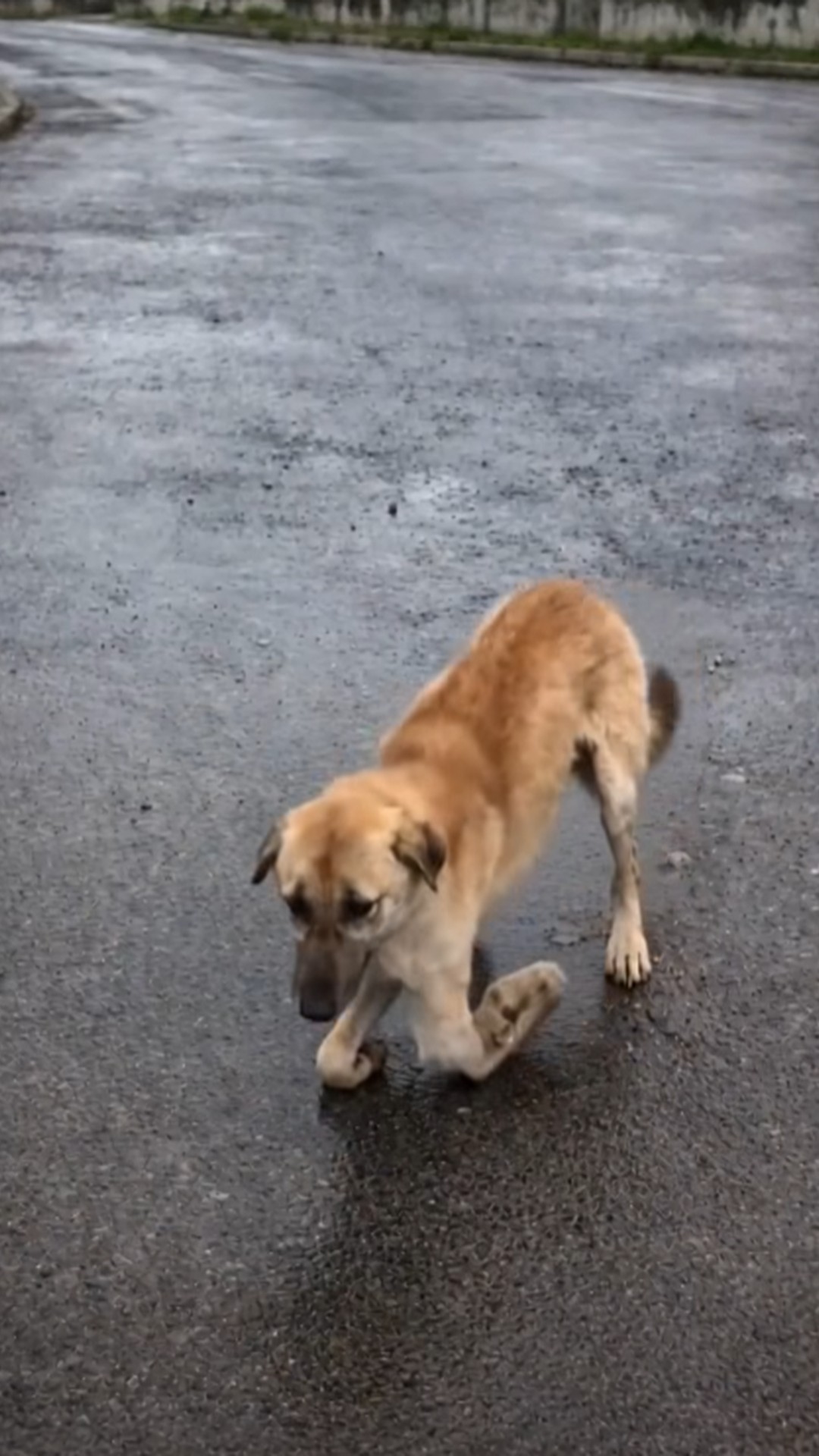 A Dog Without Front Legs Crawls Forward Through the Cold Rain