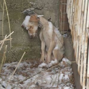 From Rusty Chains to a Loving Home: A Dog's Journey