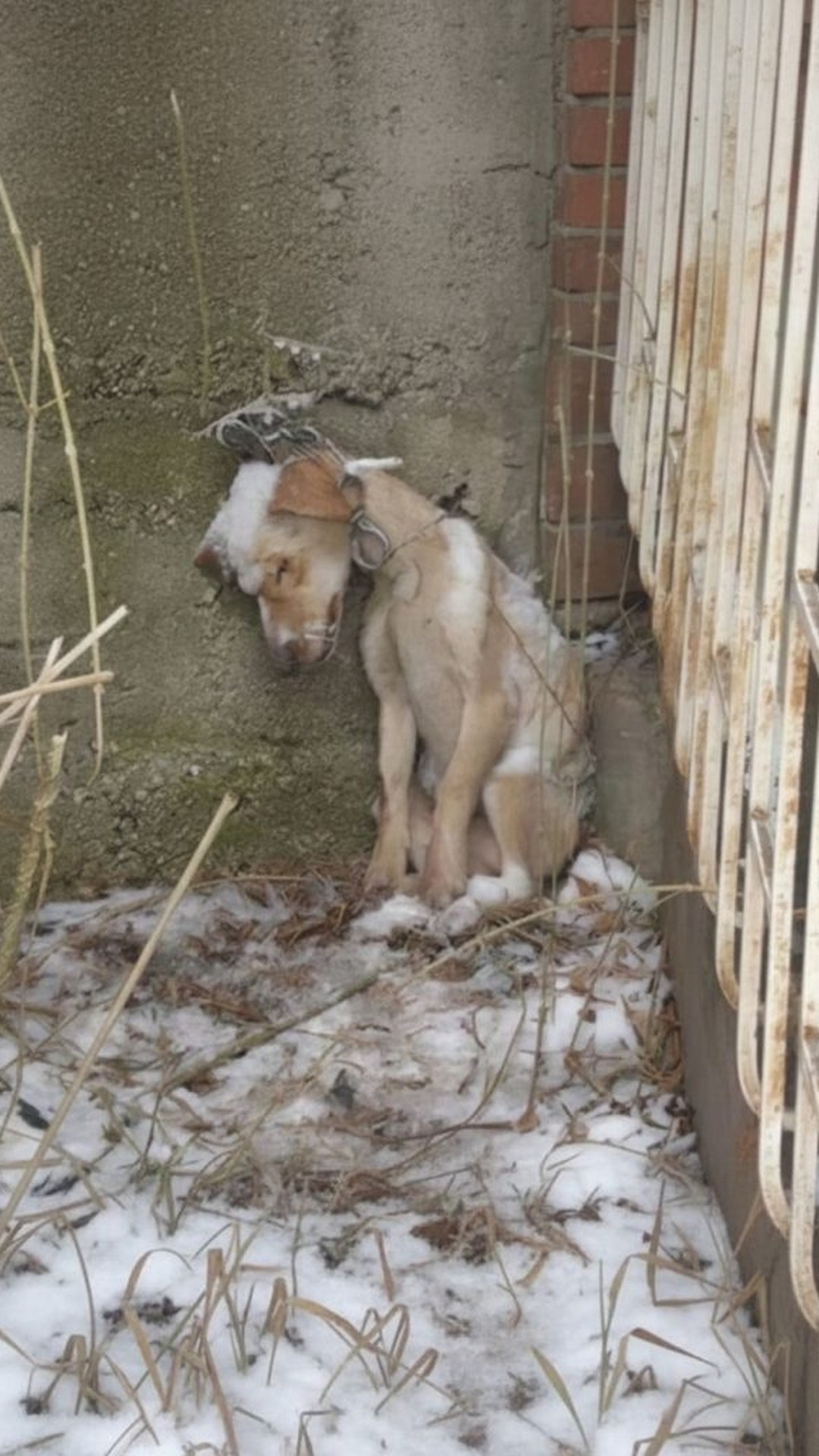 From Rusty Chains to a Loving Home: A Dog's Journey