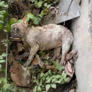 From the Dump to Recovery: A Dog's Journey of Survival and Healing