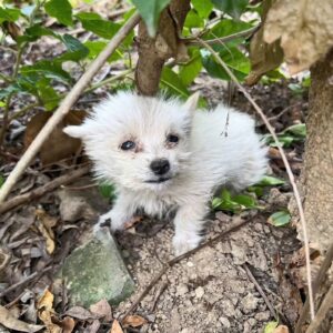 Rescued Puppy Transforms from Mountain Crying to Home Happiness
