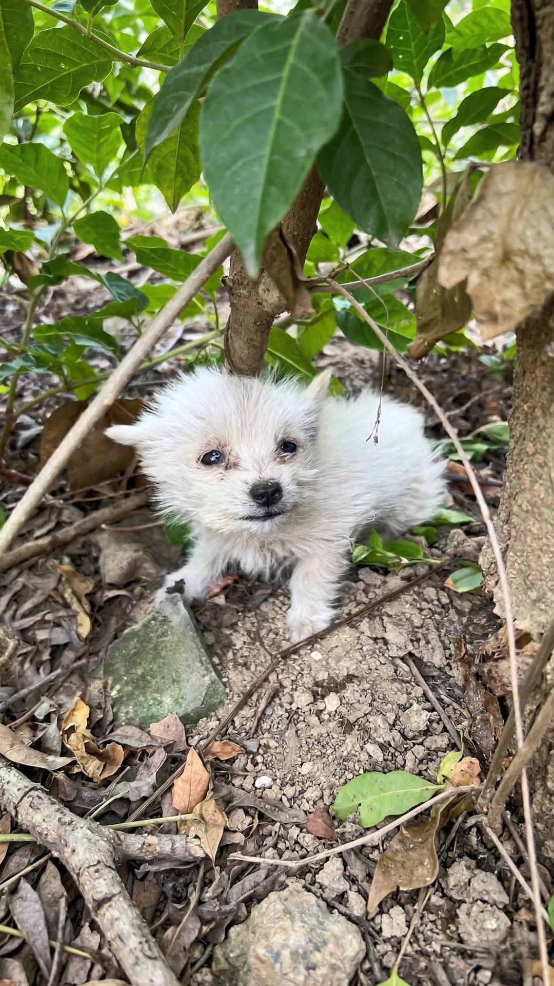 Rescued Puppy Transforms from Mountain Crying to Home Happiness