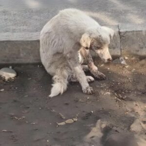 Lizzy's First Meal After 44 Days of Struggle Signals New Life