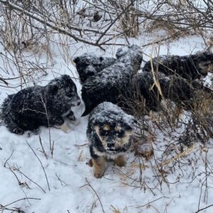 Seven Puppies Found Huddled in a Snowy Cave During a Winter Hike