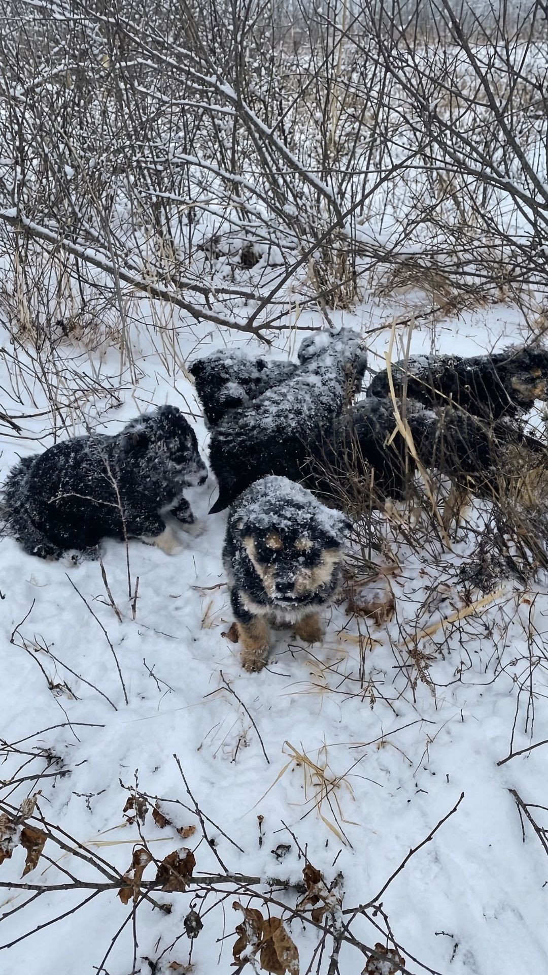 Seven Puppies Found Huddled in a Snowy Cave During a Winter Hike