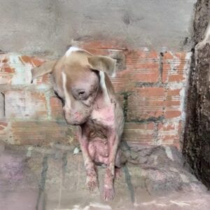 Discovery of Two Abandoned Dogs Hidden Behind Buildings Sparks Rescue