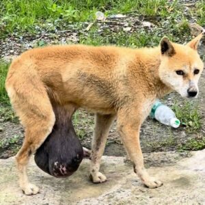 A Dog's Incredible Recovery After Surgery for a Seven-Kilogram Tumor