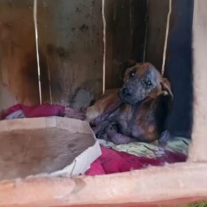 Luna's Gentle Watch: A Dog's Quiet Resilience in the Face of Neglect