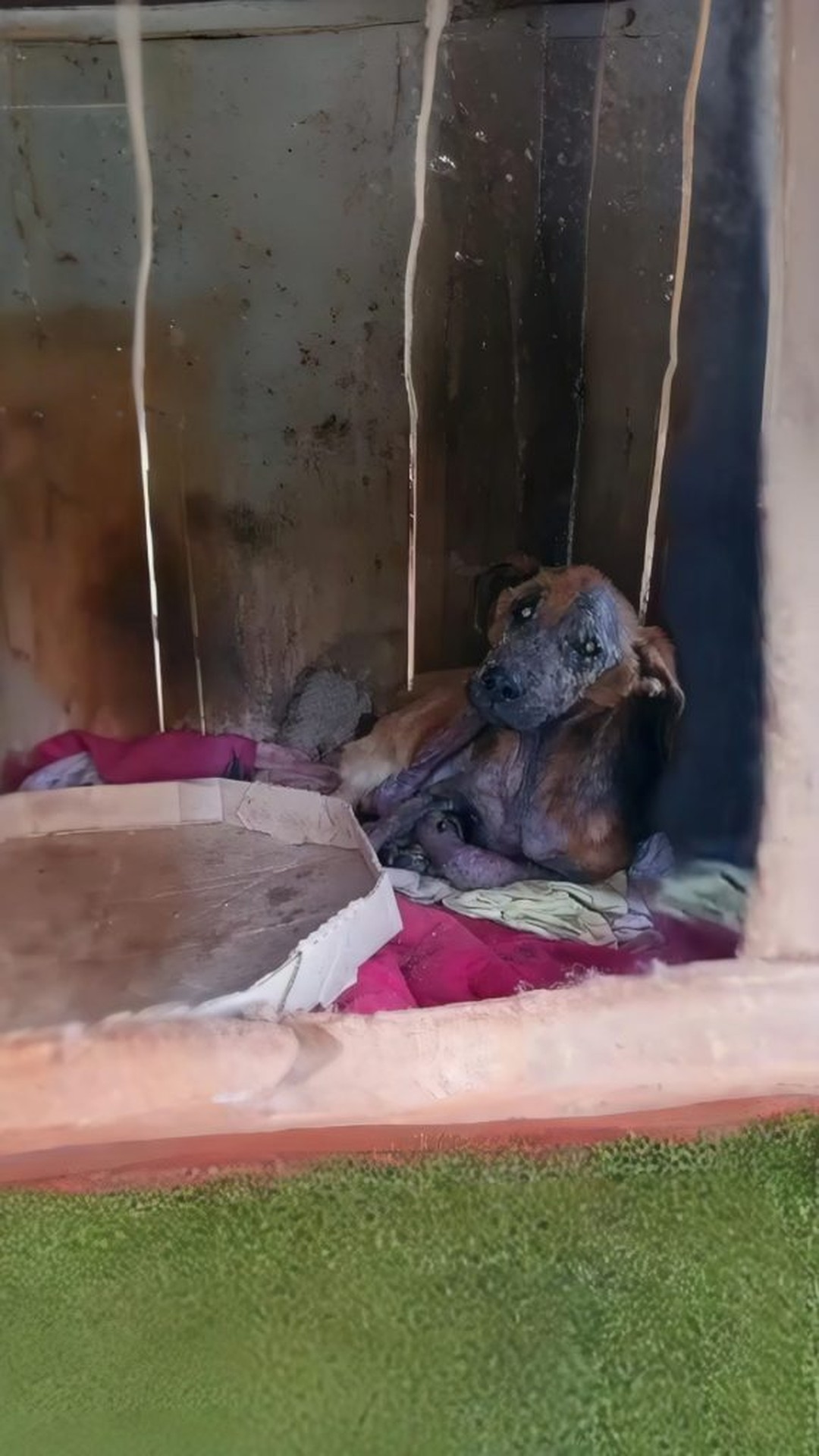 Luna's Gentle Watch: A Dog's Quiet Resilience in the Face of Neglect