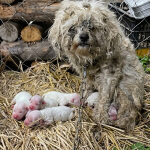 Mother Dog Reunited with Surviving Puppy After Cold Rescue