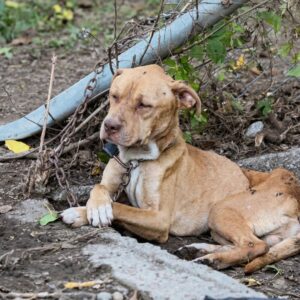 Stray Rescue of St. Louis Transforms Lives of Over 3,000 Dogs Each Year