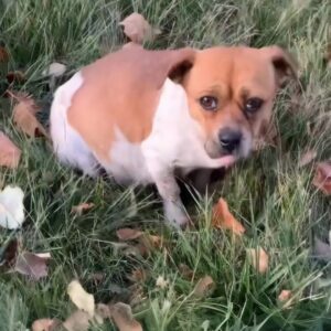 From Wandering to Safety: A Pregnant Dog's Progress Over Weeks