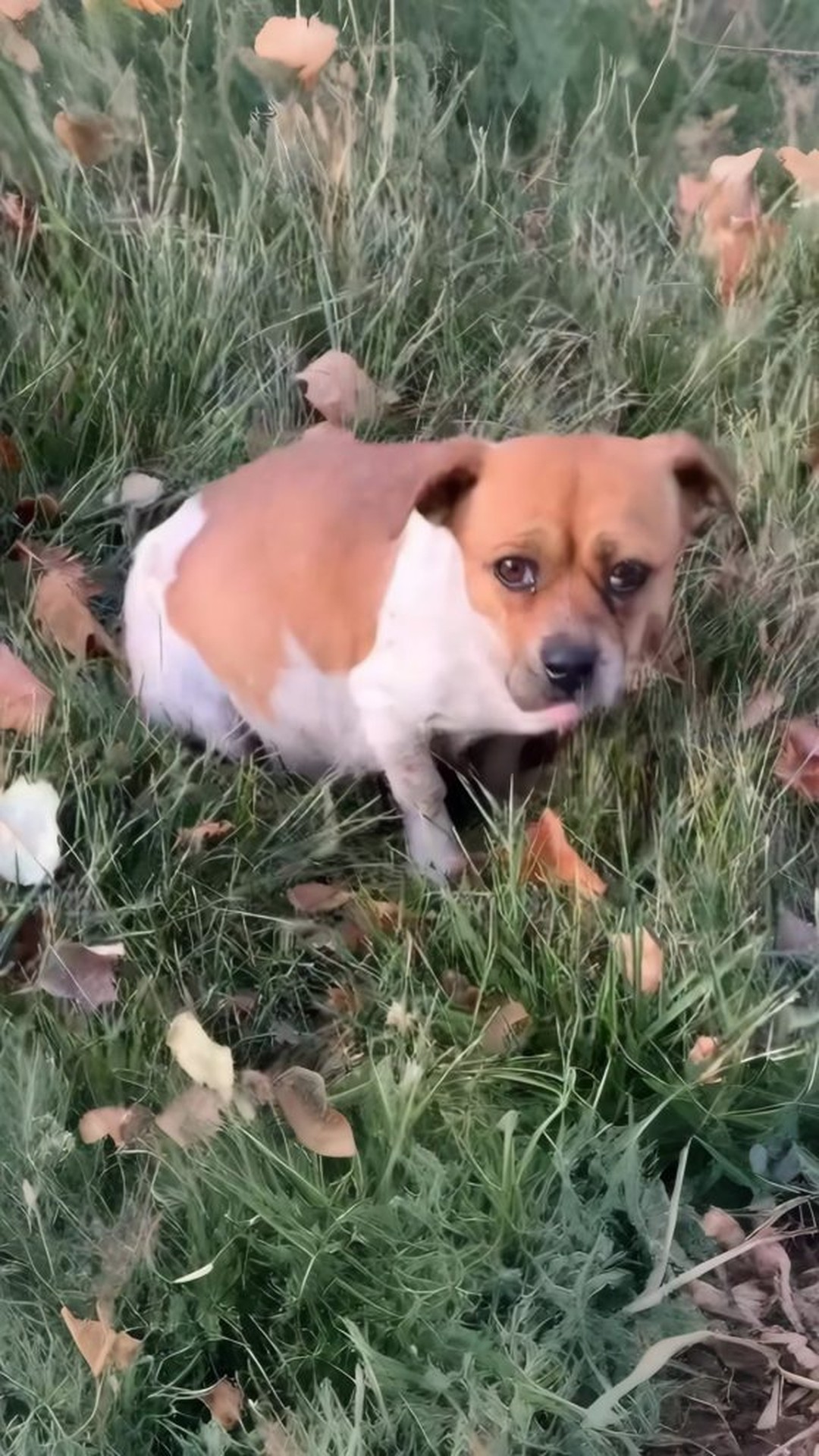 From Wandering to Safety: A Pregnant Dog's Progress Over Weeks