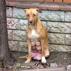 From Abandonment in the Park to a Loving Home: Hera's Journey