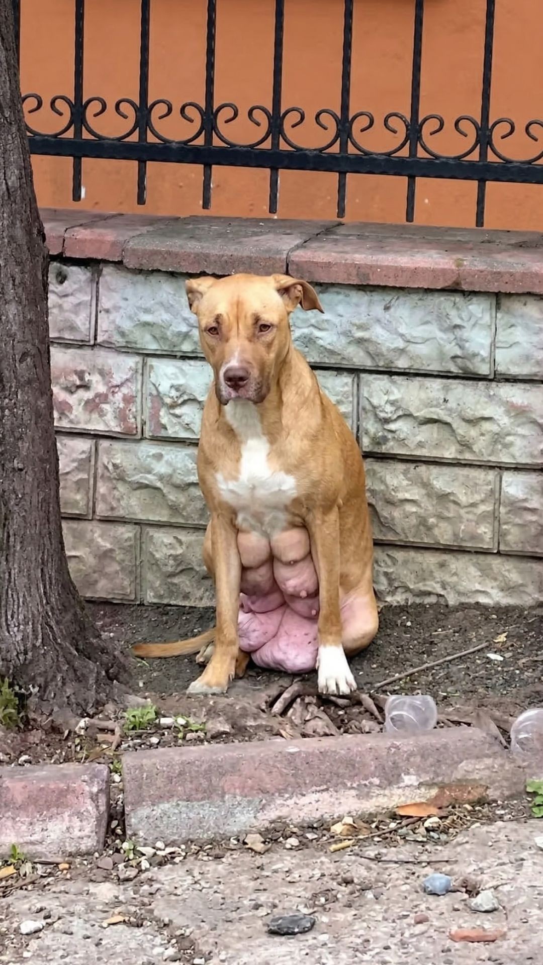 From Abandonment in the Park to a Loving Home: Hera's Journey
