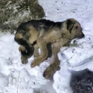 From a Snowy Hollow to a Healing Home: Arnie's Journey