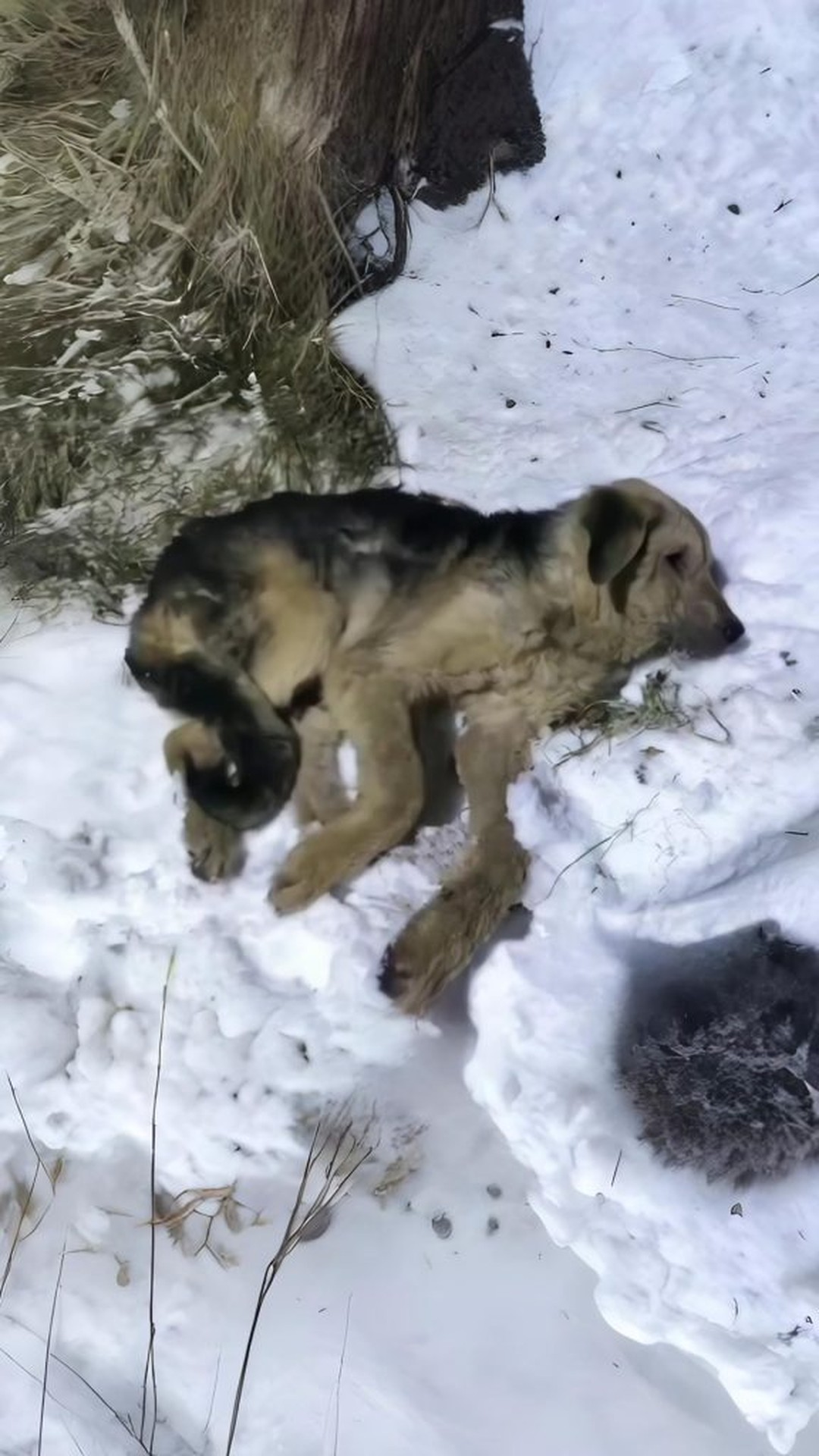 From a Snowy Hollow to a Healing Home: Arnie's Journey