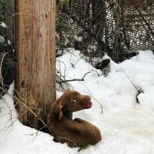 Rescue Team Saves Shivering Dog Found in Snowy St. Louis Alley