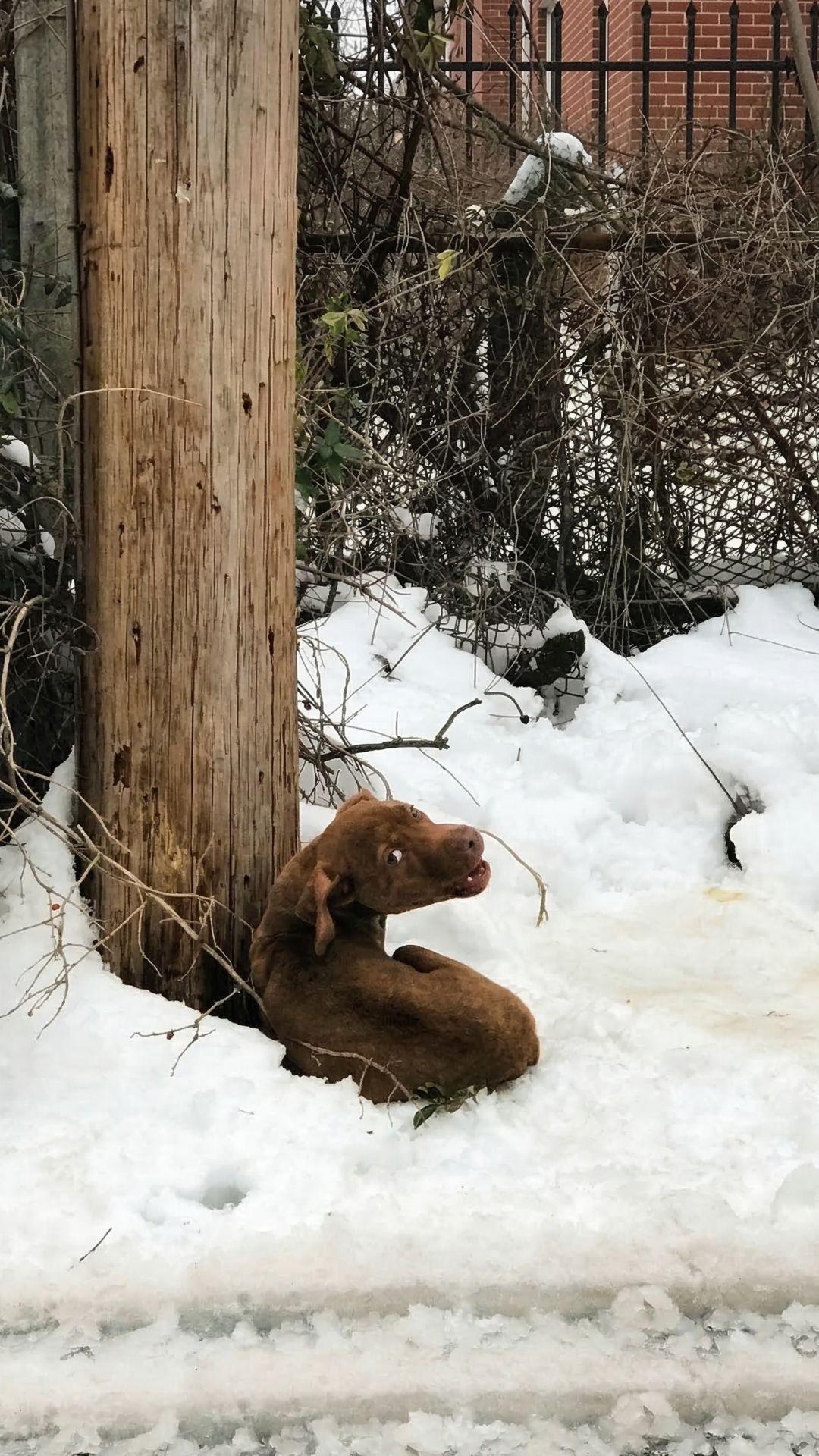 Rescue Team Saves Shivering Dog Found in Snowy St. Louis Alley
