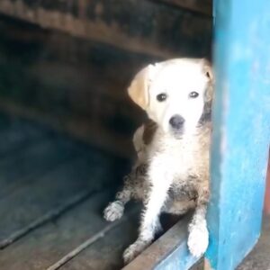 A Puppy’s Heartwarming Rescue from the Side of the Road