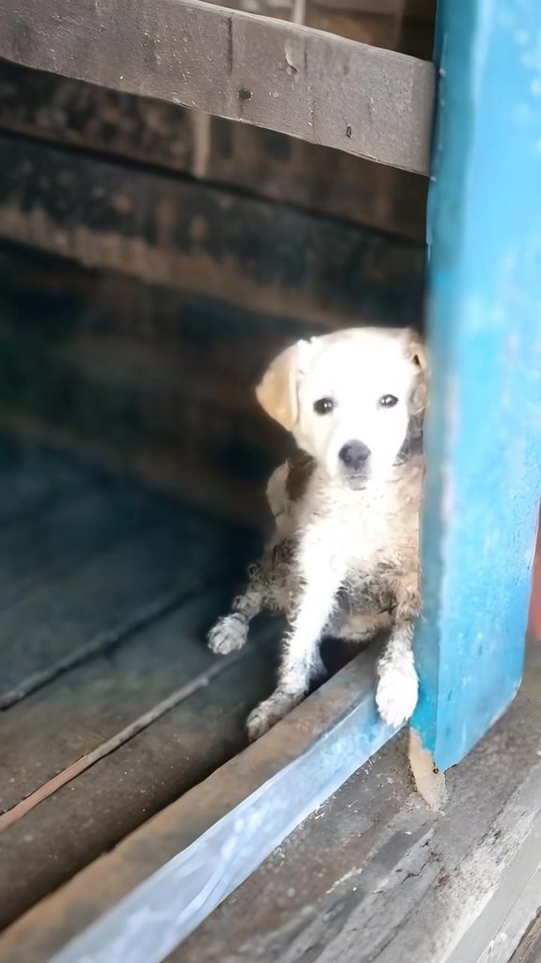 A Puppy’s Heartwarming Rescue from the Side of the Road