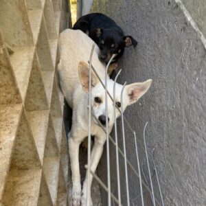 Security Camera Reveals Two Abandoned Puppies Hiding in an Empty House
