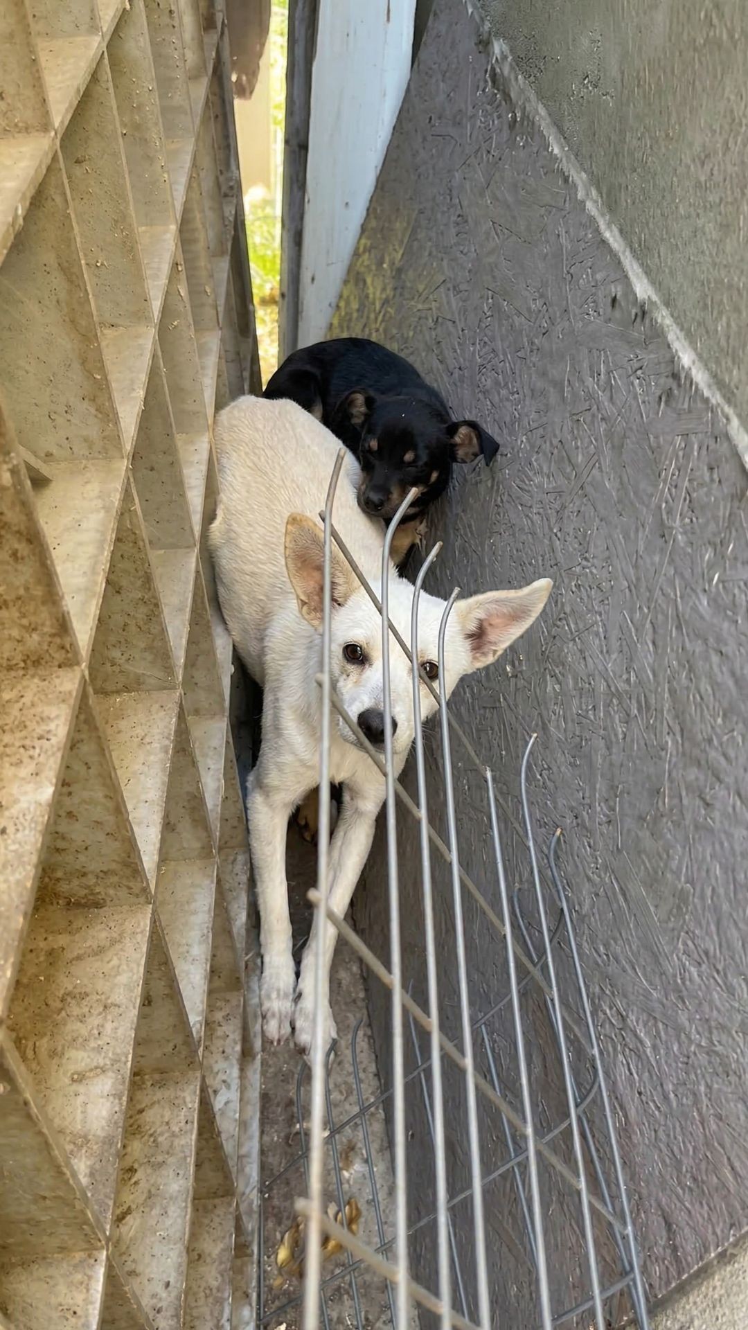 Security Camera Reveals Two Abandoned Puppies Hiding in an Empty House