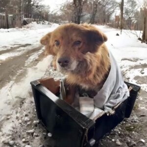 Rescue of a Paralyzed Pregnant Dog Reveals a Hidden Strength