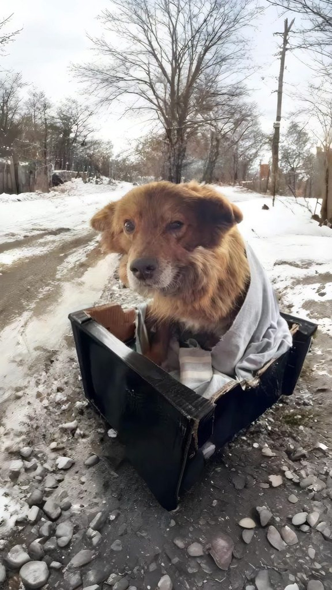 Rescue of a Paralyzed Pregnant Dog Reveals a Hidden Strength