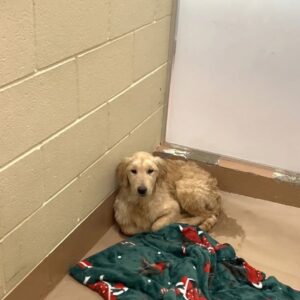 Waffles the Golden Retriever Finds Comfort in a Warm Bath After Abandonment