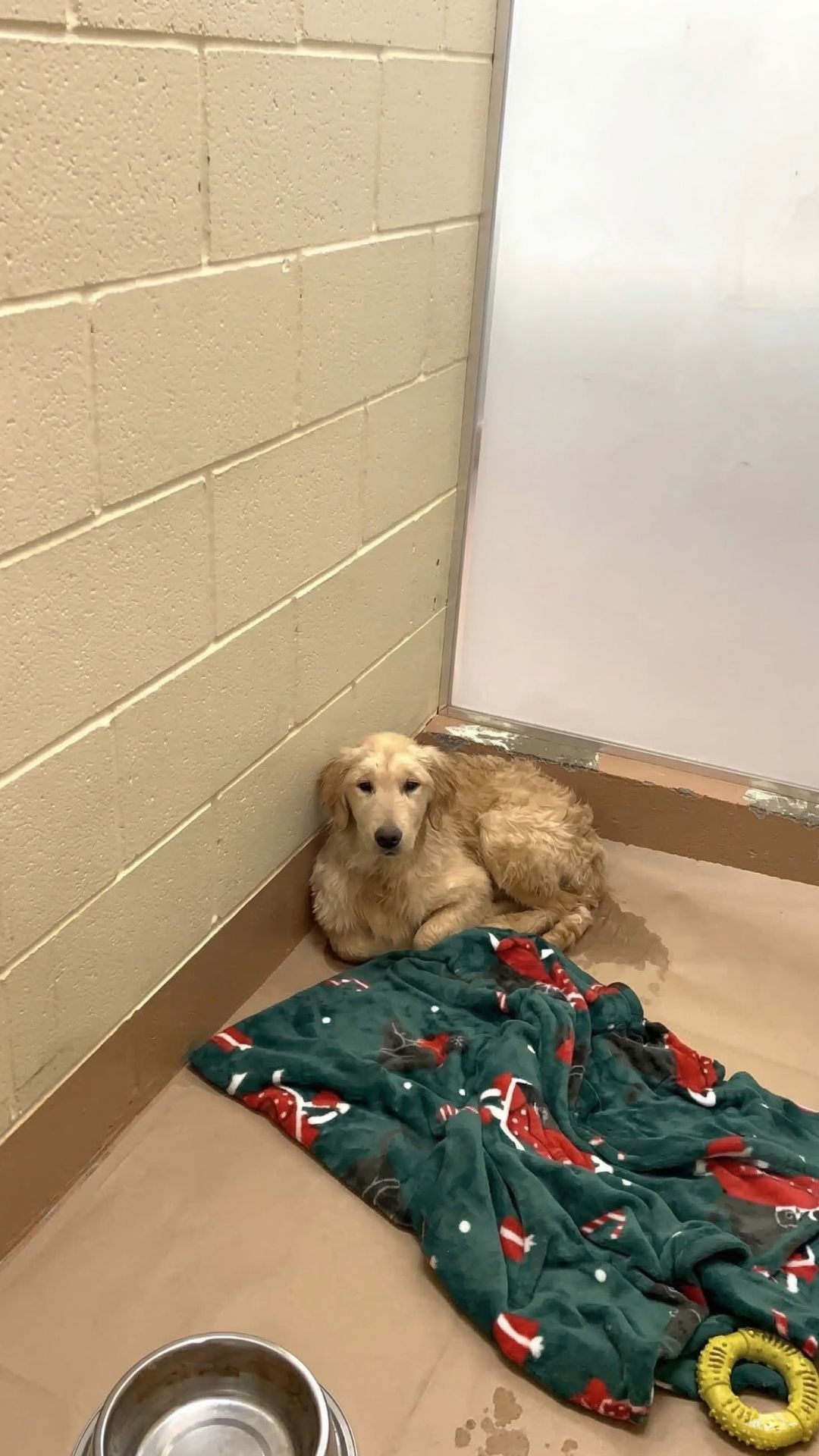 Waffles the Golden Retriever Finds Comfort in a Warm Bath After Abandonment