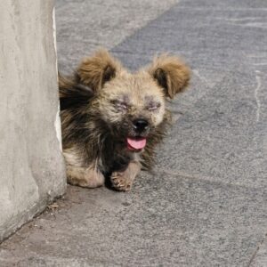 Thirteen's First Walk: A Milestone in His Recovery Journey