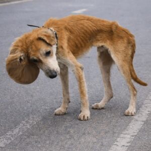 Thunder the Dog Recovers from Life-Changing Surgery While Bernardo Learns to Trust Again
