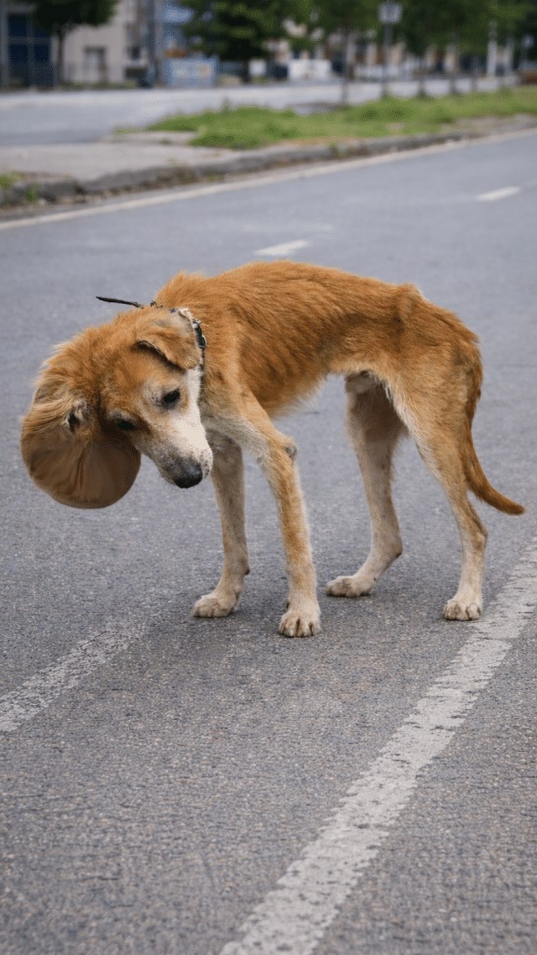 Thunder the Dog Recovers from Life-Changing Surgery While Bernardo Learns to Trust Again