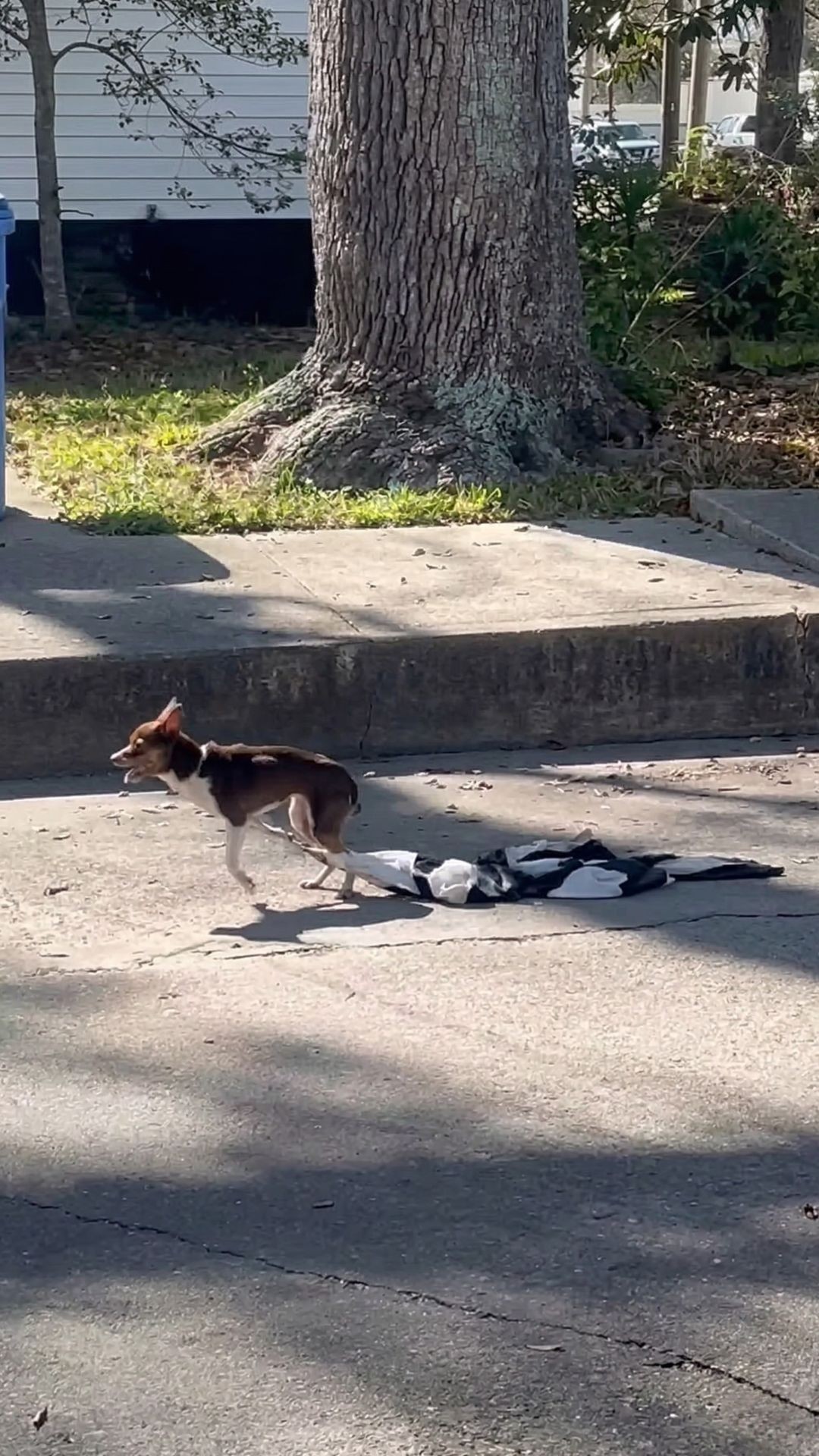 Eight Chihuahuas Rescued from Neglect Find Safety and Care