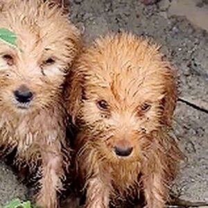 Three Puppies Rescued from a Rainy Crevice Experience Remarkable Recovery