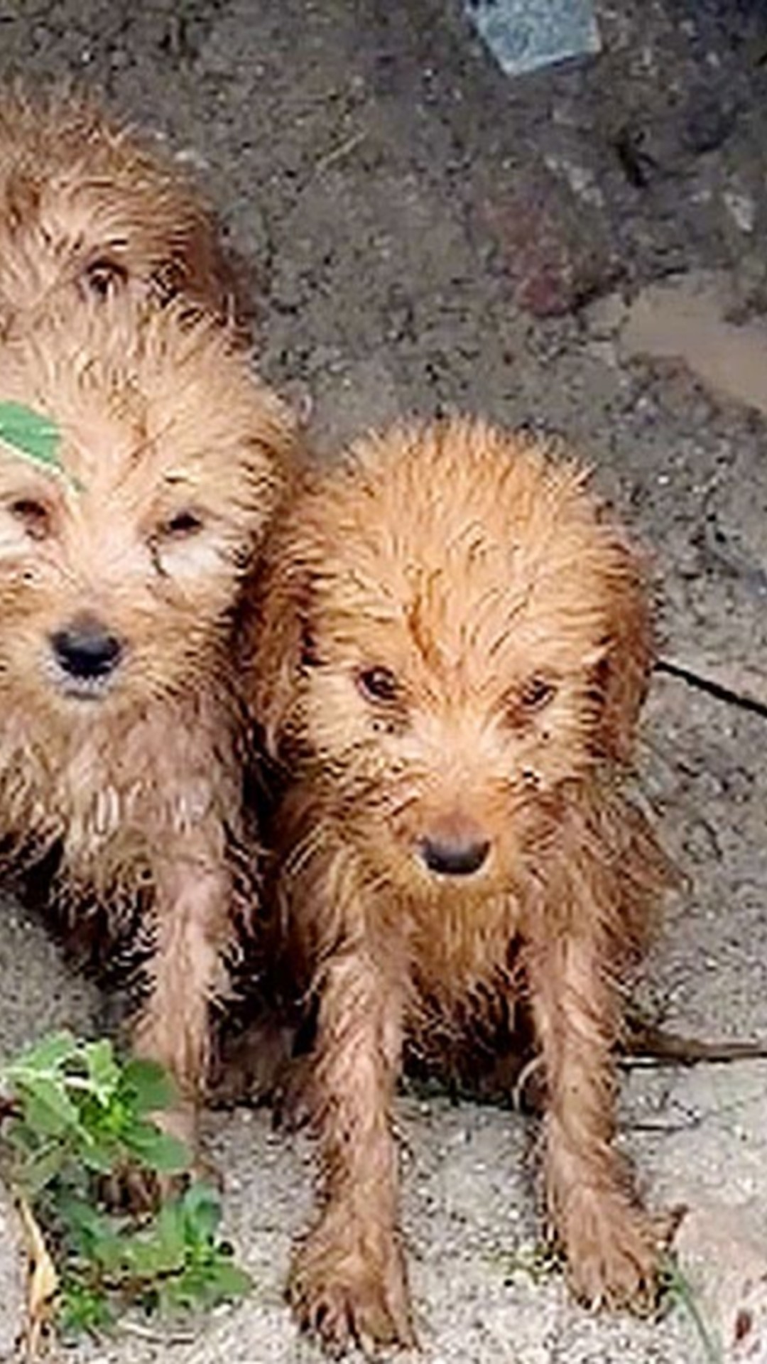 Three Puppies Rescued from a Rainy Crevice Experience Remarkable Recovery
