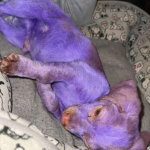 Benny the Purple Puppy: A Journey from Toxicity to Tenderness in Three Months