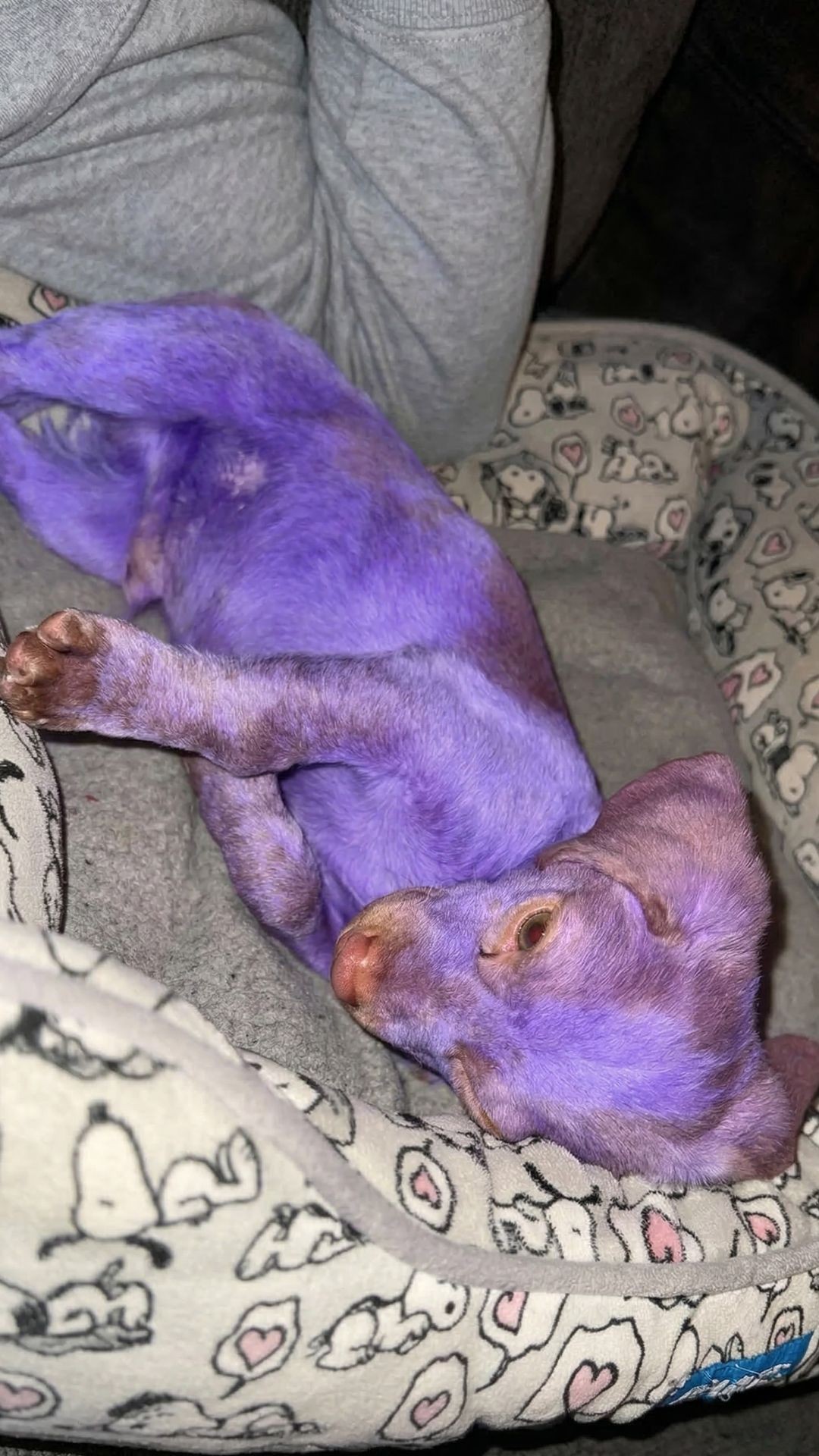 Benny the Purple Puppy: A Journey from Toxicity to Tenderness in Three Months