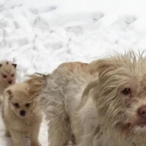 Weeks of Care Transform a Frozen Mother Dog and Her Puppies