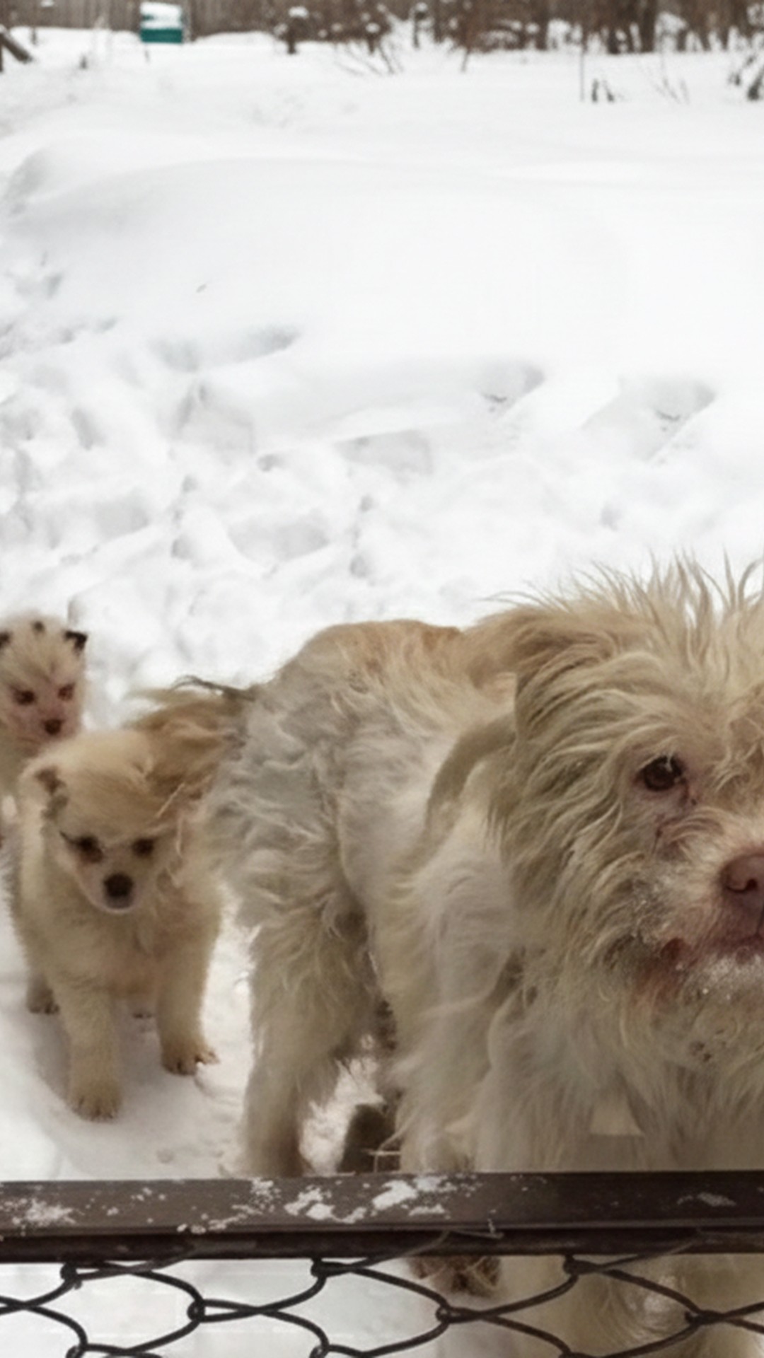 Weeks of Care Transform a Frozen Mother Dog and Her Puppies