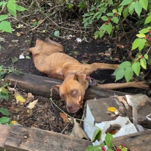 From Trash to Tenderness: Halia's Final Days of Care and Love