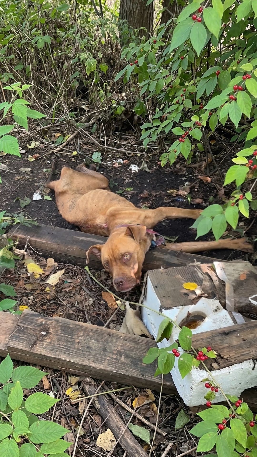 From Trash to Tenderness: Halia's Final Days of Care and Love