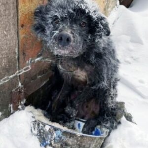 Two Strangers' Decision Transforms a Neglected Dog's Life