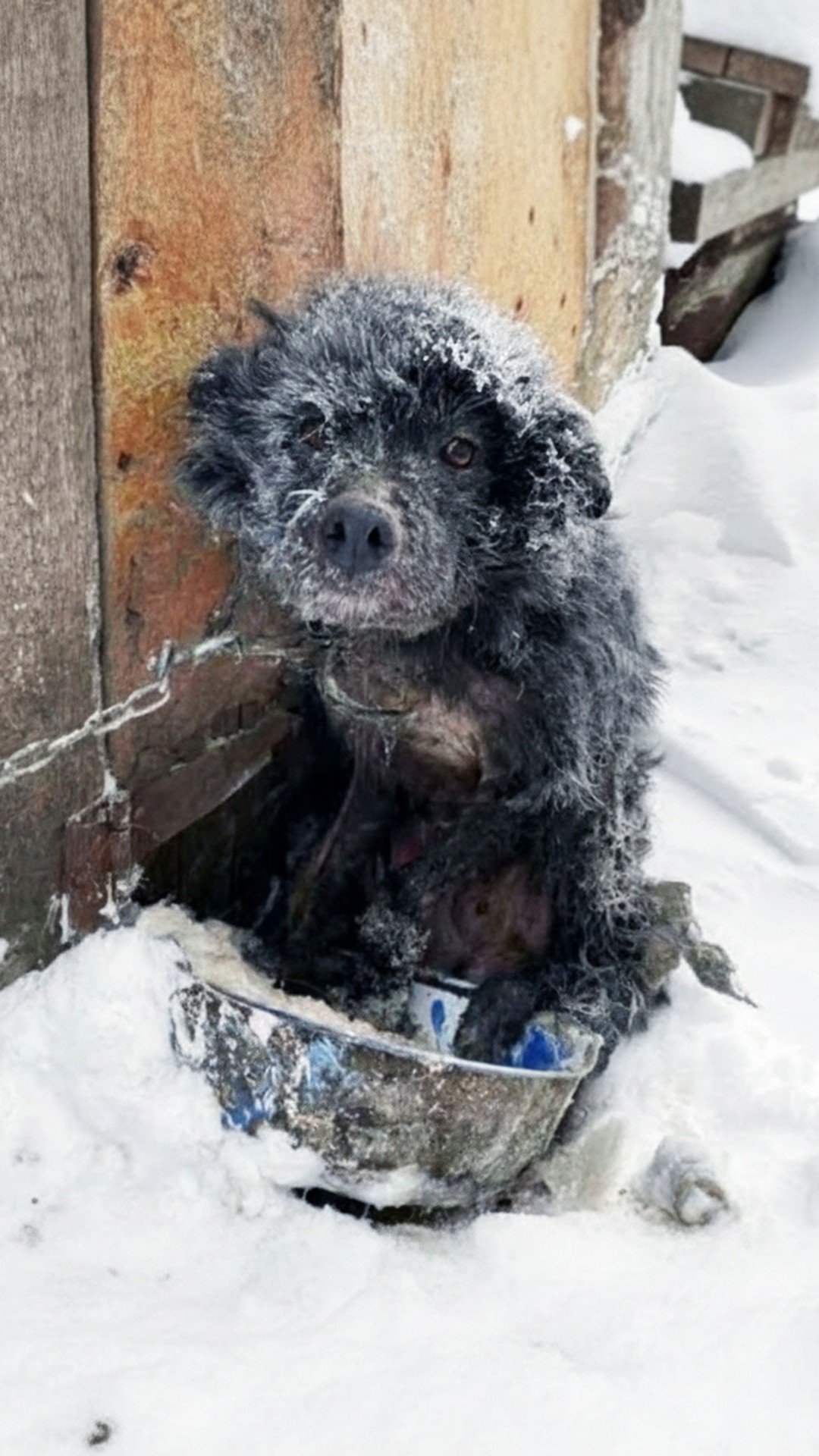 Two Strangers' Decision Transforms a Neglected Dog's Life