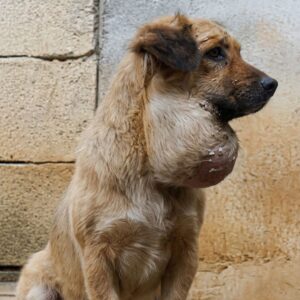 Brave Dog Freed from Two-Pound Tumor by Compassionate Stranger