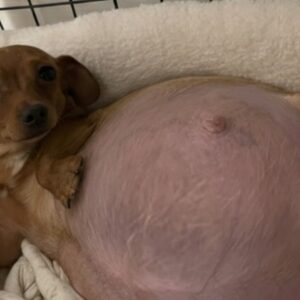 Emergency Surgery Saves Pregnant Chihuahua and Her Five Puppies