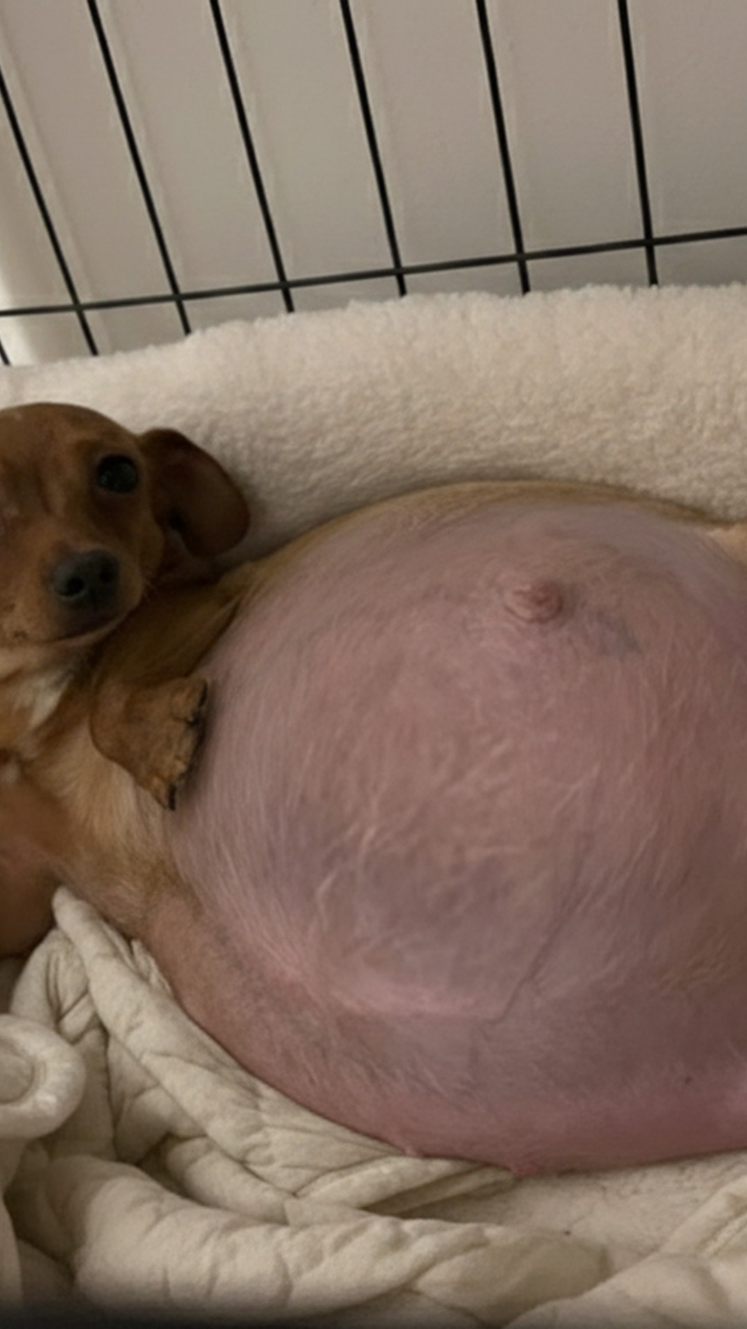 Emergency Surgery Saves Pregnant Chihuahua and Her Five Puppies